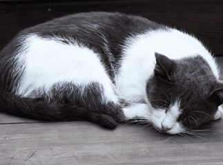 chat ronfle